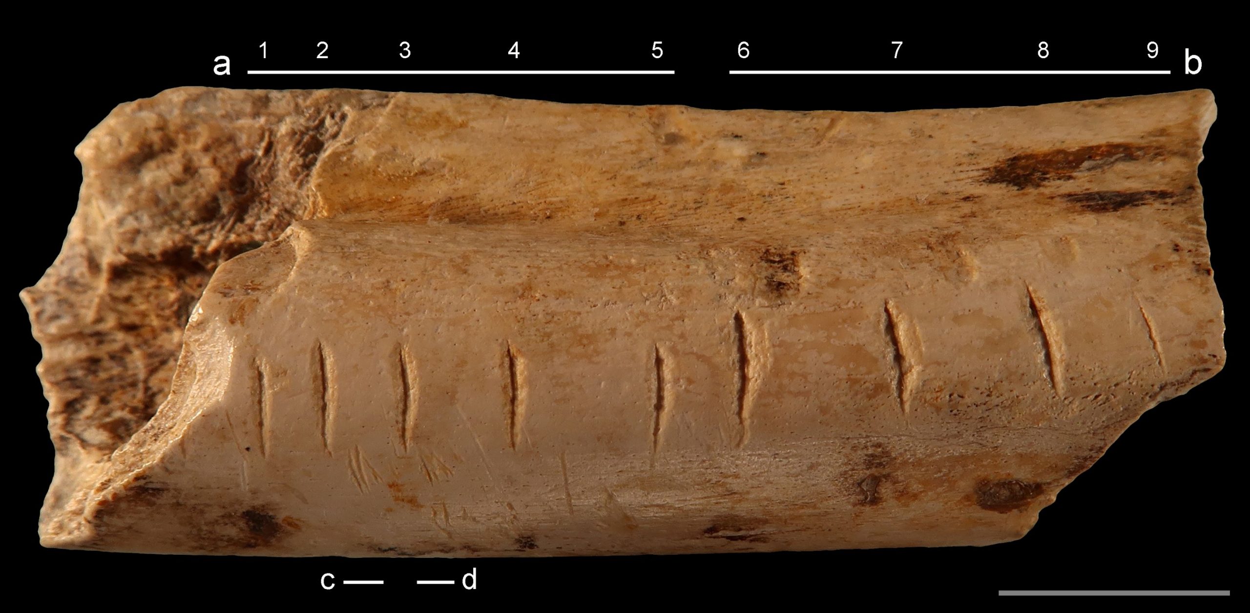 Nature: How did Neanderthals and other ancient humans learn to count?