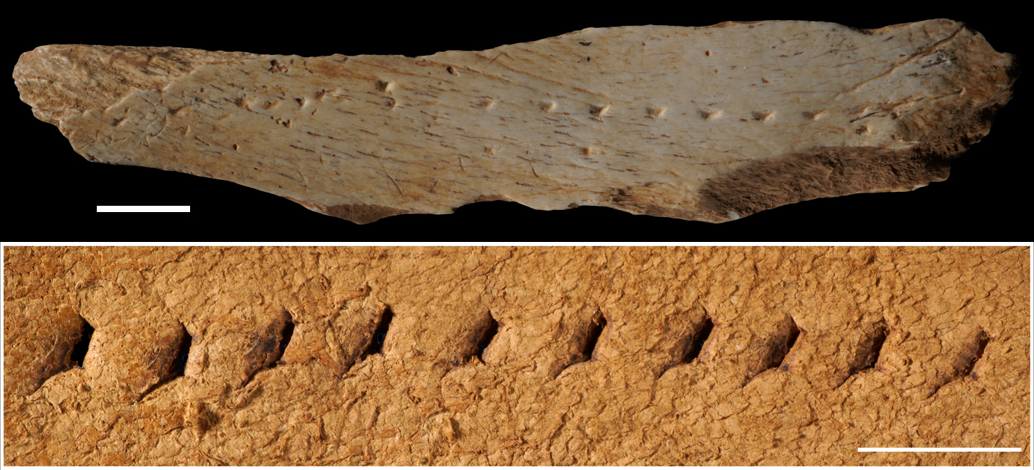 Photograph of the 39,600-year-old leather punch board found at Canyars (top) and replication of the piercing technique to make a linear seam (bottom). Photo: Francesco d’Errico & Luc Doyon.